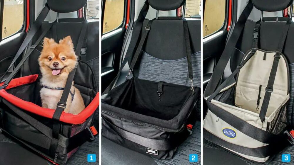 Cachorro na cadeirinha automotiva